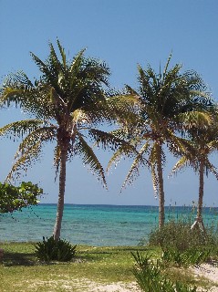 Photo of beach and palm trees