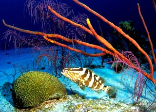 Photo of a colorful fish swimming in the Bahamas amid coral formations. 