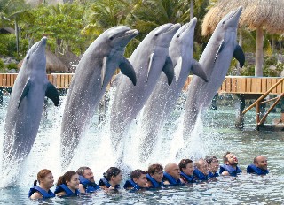 Photo of dolphins leaping over swimmers in the Dolphin Experience goes here.