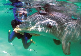 Photo of Roatan dolphin experience goes here.
