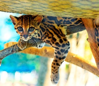Photo of ocelot goes here.