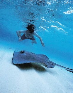 Photo of man snorkeling above a stingray in Grand Cayman goes here.