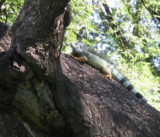 Photo of iguana goes here.