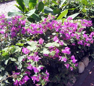 Photo of flowers goes here.
